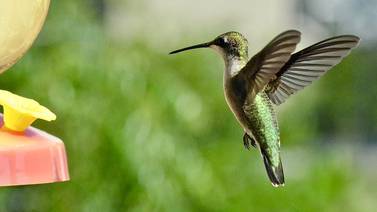 ¿Beneficia o perjudica darles agua con azúcar a los colibríes? Expertos lo explican