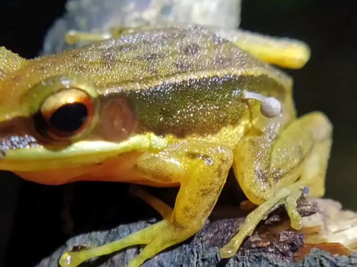 VIDEO: Encuentran rana con un hongo brotando de su costado