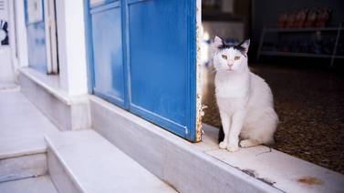 Gatos y perros callejeros en Estambul reciben impensables privilegios