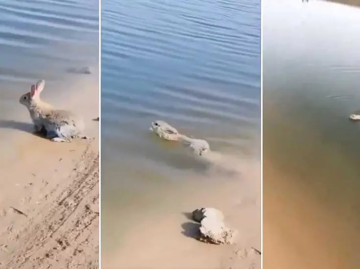 VIDEO: Tierno conejo se hace viral por nadar en un río como todo un ‘experto’