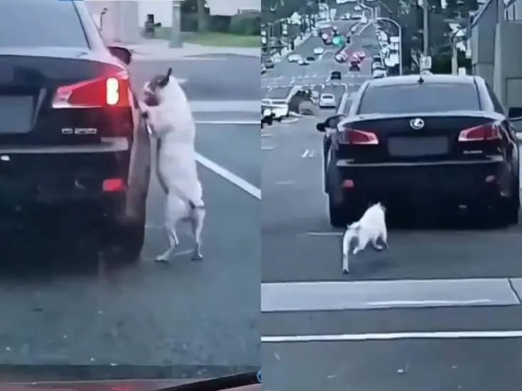 VIDEO:  Perro abandonado  persigue desesperadamente a su dueño en plena calle 
