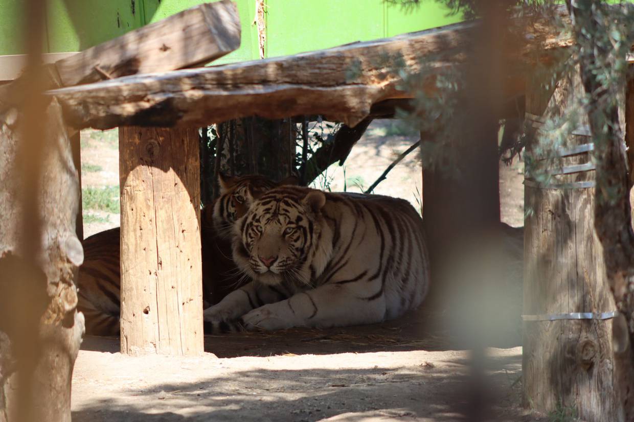 Se localizó una propiedad de dos pisos en aparente abandono y en cuyo patio trasero se localizaron tigres de gran tamaño.