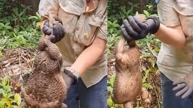 "Toadzilla": El sapo gigante que fue sacrificado en Australia por multiplicarse sin control