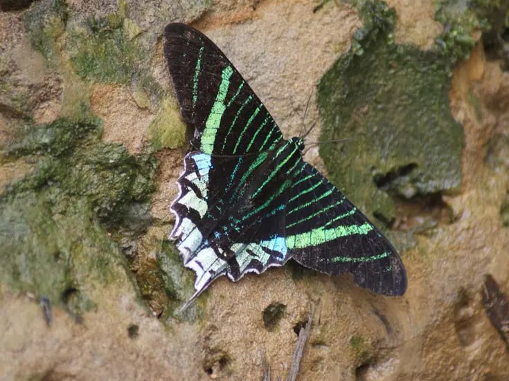 Descubren el origen de las mariposas amazónicas