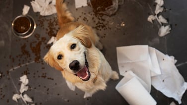 Cómo eliminar los olores de orina de mascotas con vinagre