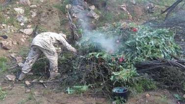 Ejército destruye pistas ilegales y plantío de droga en Valle de la Trinidad