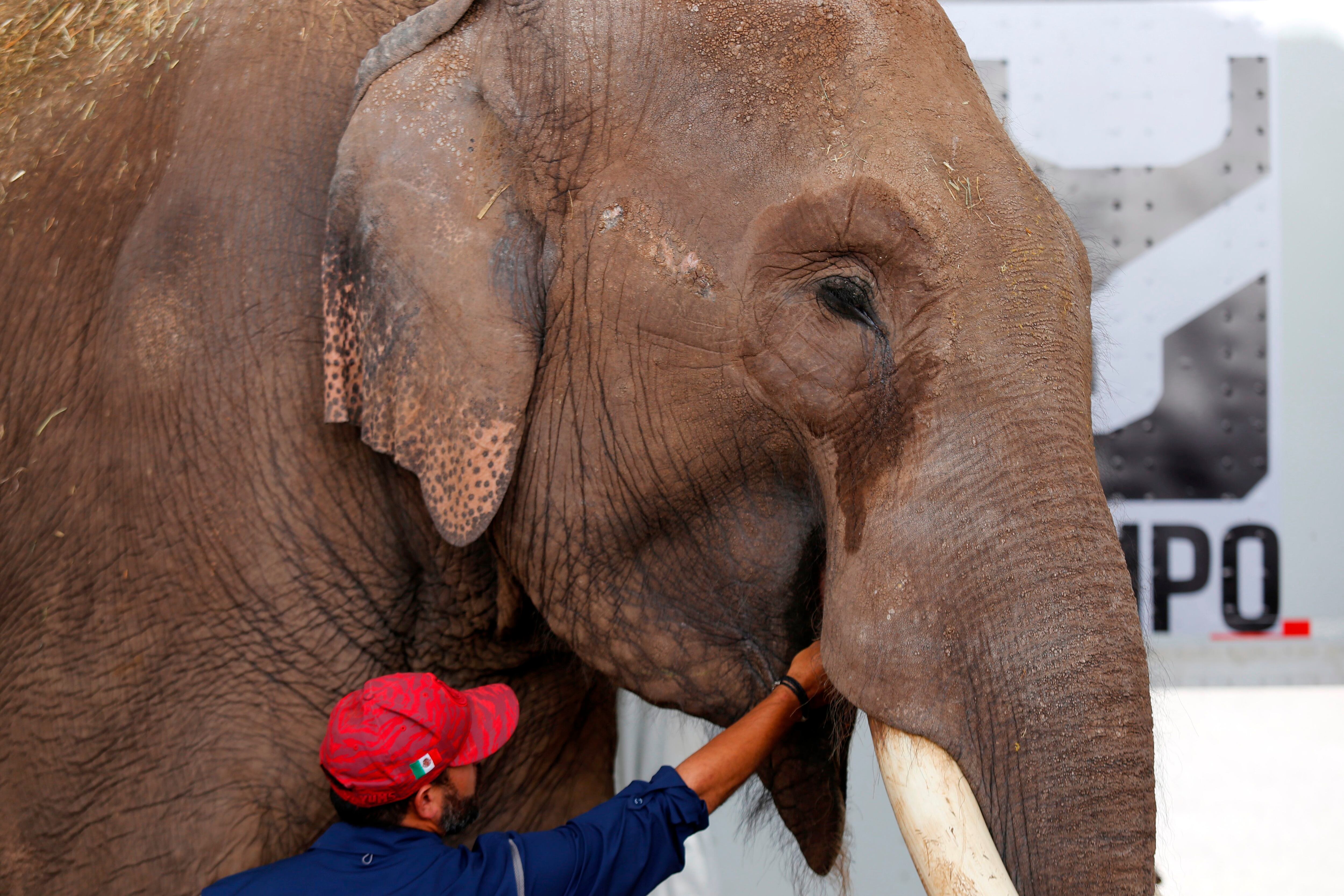Un elefante asiático de circo, es trasladado hoy, martes al Zoológico de Culiacán desde la ciudad de Guadalajara, estado de Jalisco (México).  EFE/ Francisco Guasco
