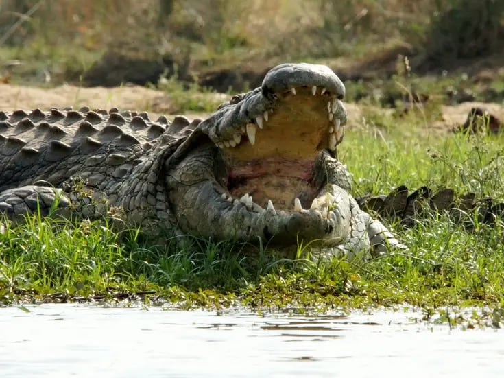 Madre lanza a su hijo de 6 años con discapacidad a un río lleno de cocodrilos tras discutir con su esposo; encontraron restos entre los dientes de uno de los reptiles