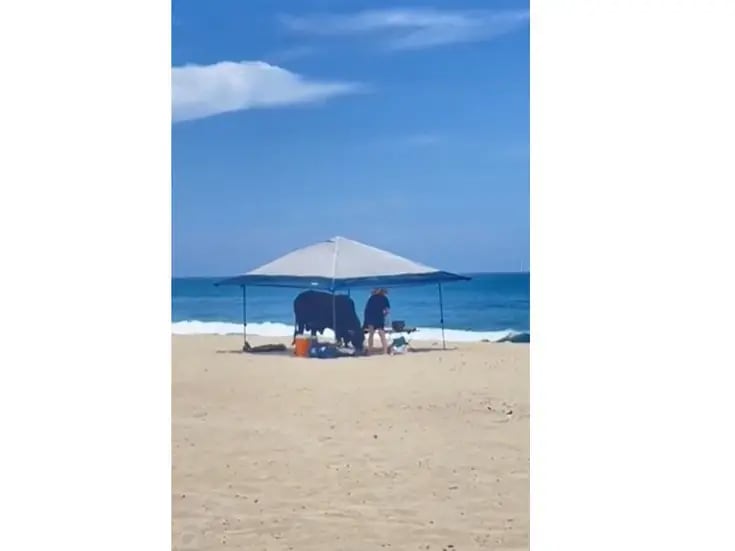 VIDEO: Toda la verdad sobre el clip donde un toro embiste a una persona en playa de Baja California Sur