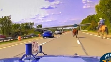 VIDEO: Vaquero logra rescatar a toro de sufrir accidente en autopista transitada de Michigan