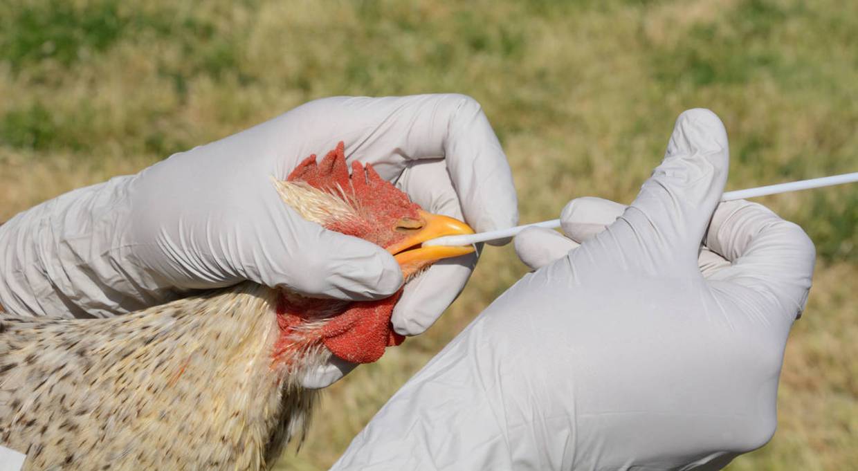 OMS advierte sobre propagación de la gripe aviar H5N1 en humanos