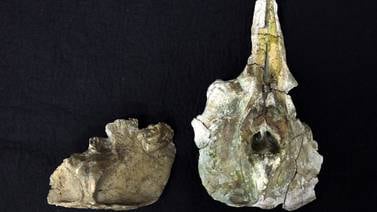 Fósil más antiguo de delfín baiji de más de 11 millones de años en Japón