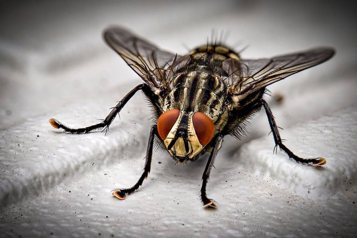 Con estos sencillos consejos, podrás mantener tu hogar libre de moscas de manera natural