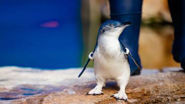Birch Aquarium de La Jolla cría polluelos de pingüinos azules