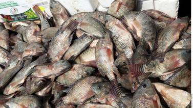 Pescadores de Tamaulipas realizan pesca ilegal en EU; México ante amenaza de embargo comercial