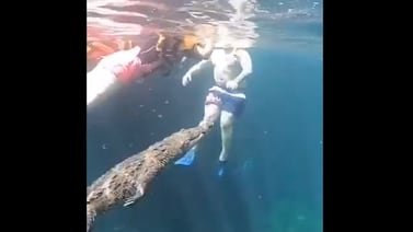 ¡Impactante! Cocodrilo nada entre las piernas de turistas en cenote de Tulum