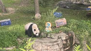Últimos pandas gigantes en Estados Unidos regresarán a China