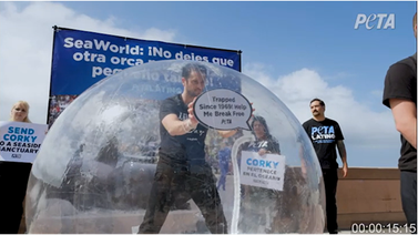 Christopher Uckermann pide Liberar a Corky en 60 aniversario de SeaWorld