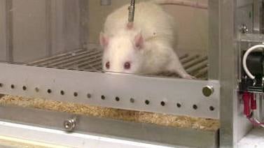 Científicos regeneran vías neuronales en ratones con el uso de células de rata