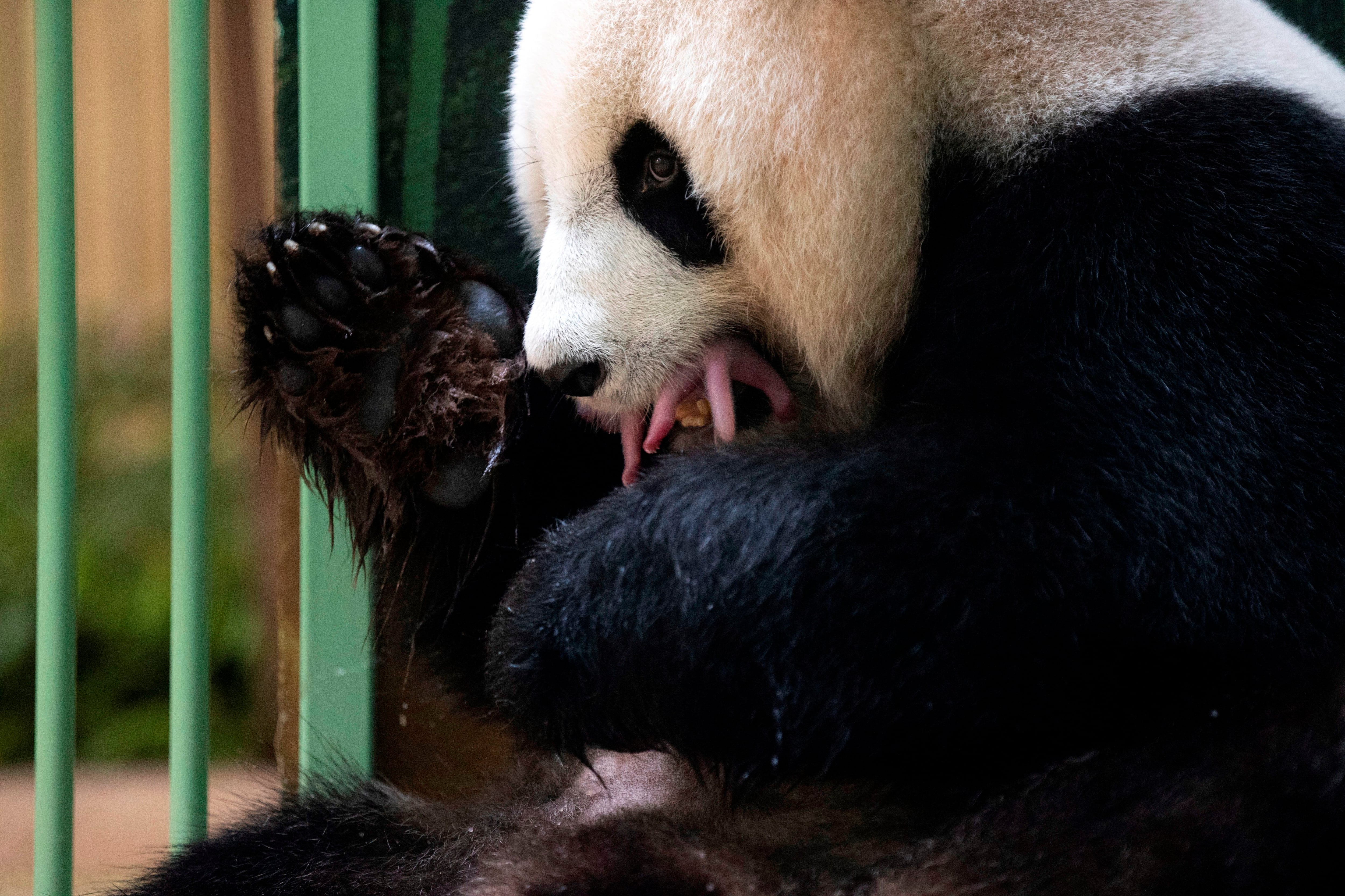 Dos crías hembras de pandas gigantes, una especie protegida procedente de China con dificultades para reproducirse, nacieron en la madrugada del lunes en el zoológico francés de Beauval (a unos 200 kilómetros de París). En la imagen, Huan Huan, la hembra panda, con una de las crías. EFE/zoológico de Beauval
