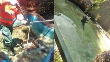 Realizan limpieza en zoológico del Parque Morelos