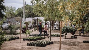 Suman más de 16 mil 500 plantas donadas por el vivero municipal de Lago del Sol