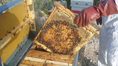 Apicultores de Baja California producen 120 toneladas de miel en 2021 