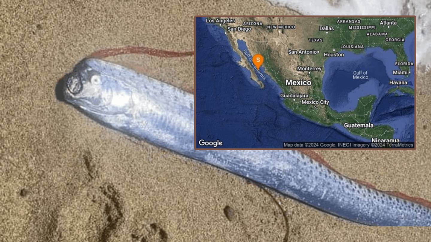 El Pez Remo fue avistado poco antes de los temblores desencadenados en las costas de Baja California Sur.