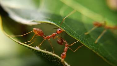 Alergia a las hormigas: causas, síntomas y remedios