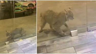 Ciudad Obregón: Capturan a gato montes en estacionamiento de plaza comercial