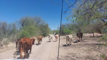 Por Sequía, dejan actividad 30% de ganaderos del Sur de Sonora