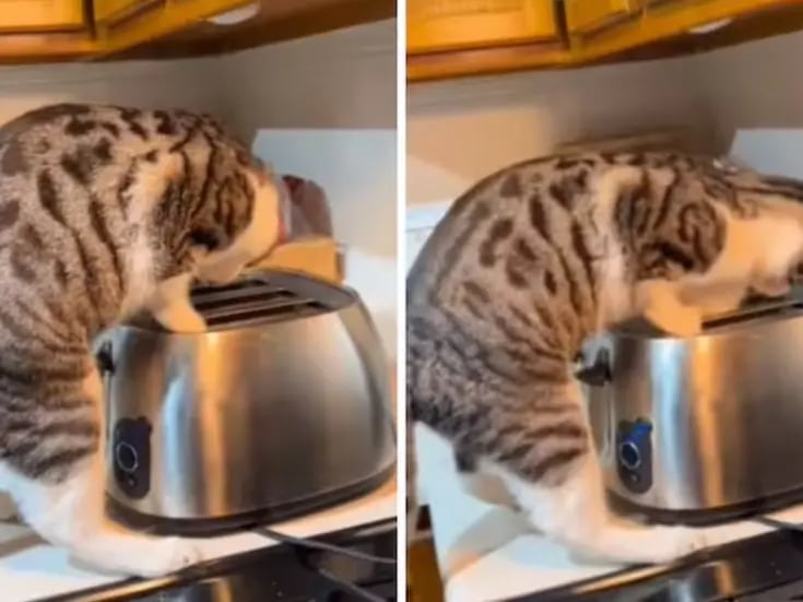 Mujer grabó a su gato porque creyó que jugaba con el tostador, hasta que ocurrió lo inesperado | VIDEO