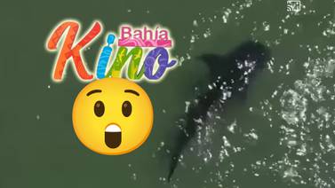 VIDEO: Avistan tiburón ballena en Bahía de Kino, Sonora