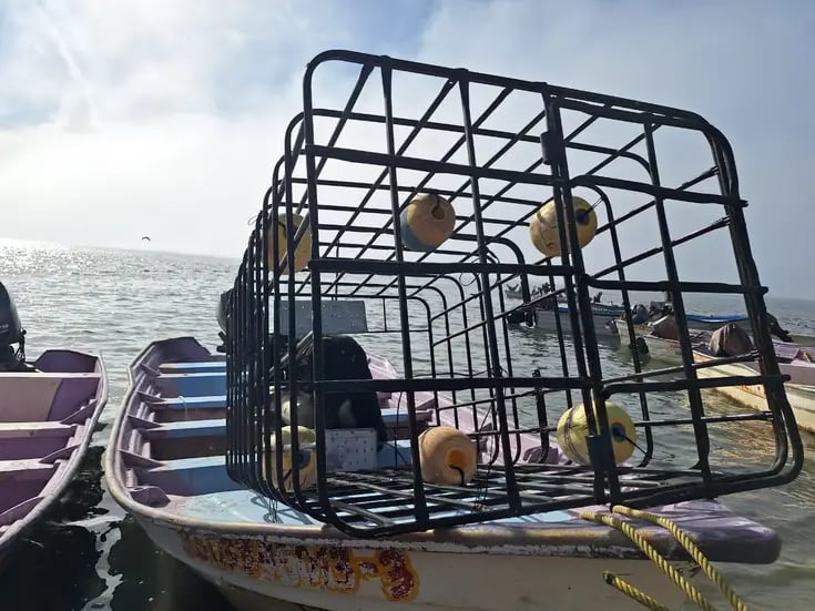 Con jaulas protectoras pescadores extraen más callo de hacha