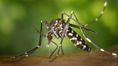 Arizona: Mosquito causa primera muerte por el Virus del Oeste del Nilo