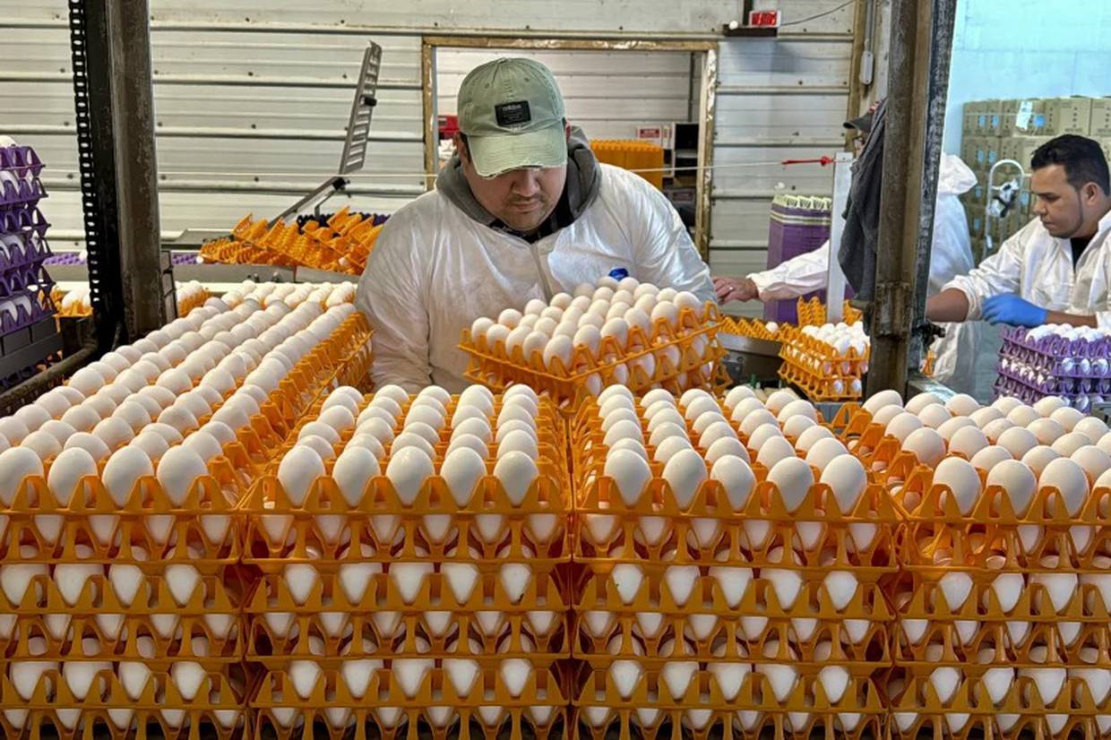 Un trabajador carga cajas de huevo el jueves 11 de enero de 2024, en la planta procesadora Sunrise Farms en Petaluma, California, donde se produjo un brote de gripe aviar en semanas recientes. (AP Foto/Terry Chea)