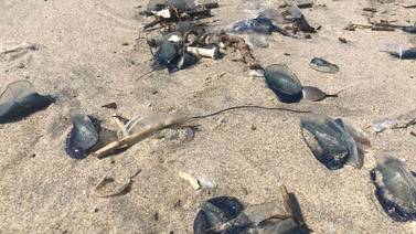 Mar arroja miles de medusas velero a playas de Rosarito