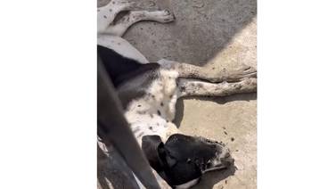 Perro muere tras ser abandonado dos meses por sus dueños en Ensenada