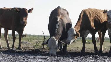 Bajo nivel de la presa “El Oviáchic” causa mortandad de ganado
