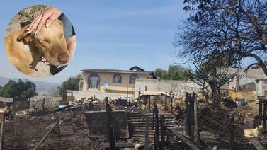 Busca reconstruir su hogar y el de sus perros tras incendio
