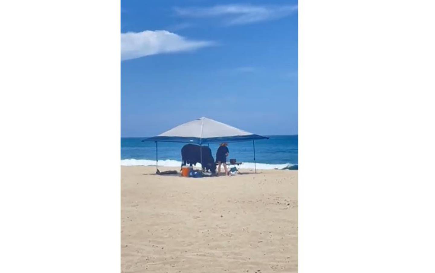 Un toro embistió a una persona en una playa del estado mexicano de Baja California Sur el sábado 11 de mayo, mientras otros turistas observaban horrorizados, según informes locales.