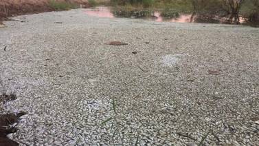 Flotan miles de peces muertos en Laguna México