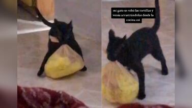 VIDEO: gato se vuelve viral por robar una bolsa de tortillas y caminar de manera graciosa