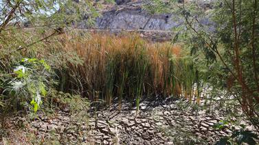 Autoridades hacen propuestas para evitar se seque humedal de La Sauceda