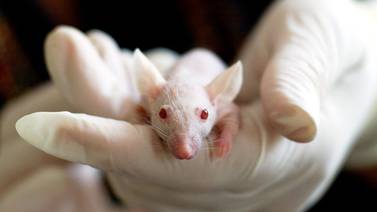 Científicos prueban nuevo gel que detiene glioblastoma en ratones, tumor cerebral
