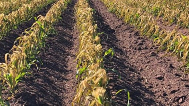 Sembrarán 5 mil hectáreas de maíz en Valle del Yaqui