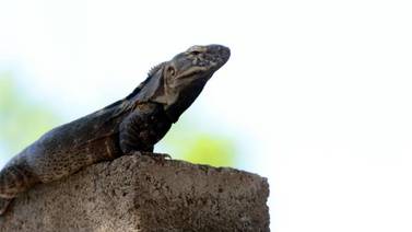 Se asoman las iguanas en los campos del Coloso Alto