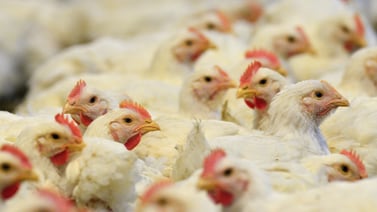 Sader ya toma medidas para prevención de gripe aviar AH5, detectada en una granja de Cajeme