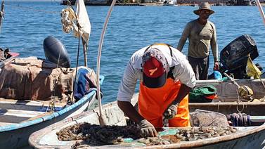 Investigan desplome de producción de camarón en el Pacífico