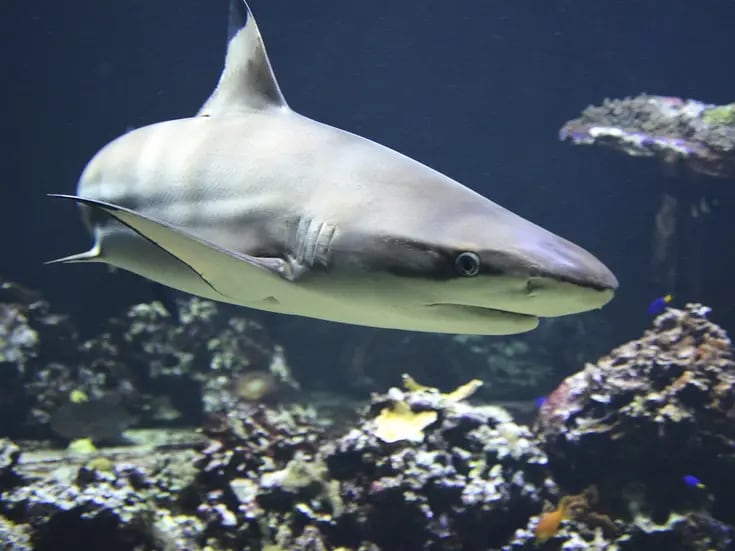 Mujer atacada por un tiburón podría perder una pierna